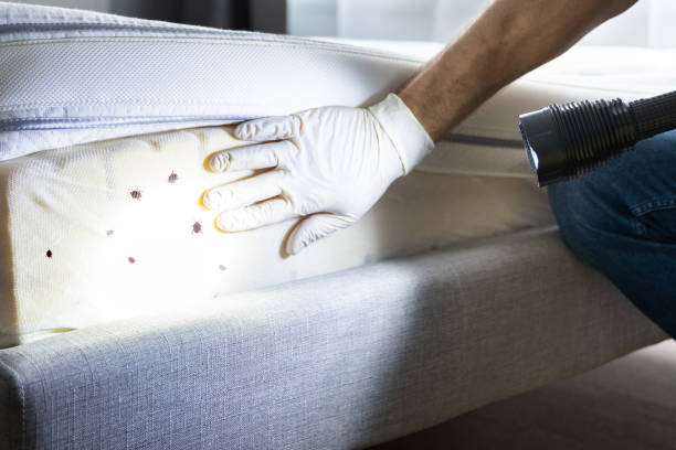 Best Bed Bug Extermination  in Wimberley, TX